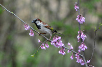 Sparrow On Pink Flower Branch 051620152353