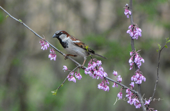Sparrow On Pink Flower Branch 051620152353