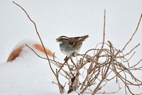 White Throated Sparrow In Winter 596203072015