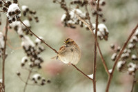 Sparrow In Winter