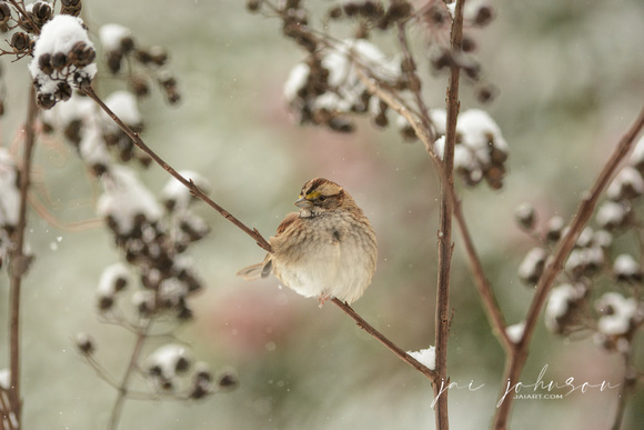 Sparrow In Winter