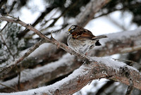 White Throated Sparrow In The Snow 487203062015