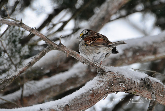 White Throated Sparrow In The Snow 487203062015