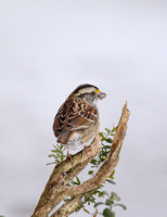 White Throated Sparrow 5936CR03072015