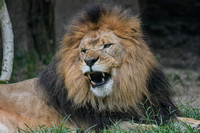 Snarling Male Lion