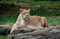Lioness Full Body