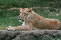 Female Lion On Rocks