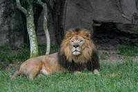 Male Lion Full Body