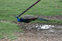 Peacock in the Mud Tennessee Safari Park July 2021