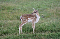 Baby Deer Tennessee Safari Park July 2021