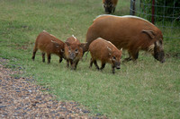 Hogs Pigs Tennessee Safari Park July 2021