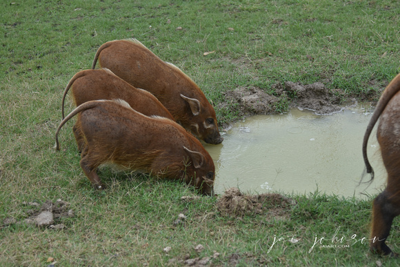 Hogs Pigs Tennessee Safari Park July 2021