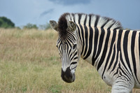 Zebra Tennessee Safari Park July 2021