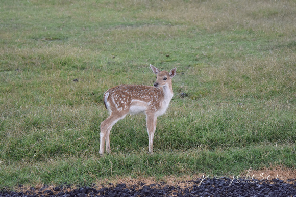 Baby Deer Tennessee Safari Park July 2021