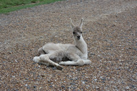 Baby White Llama Tennessee Safari Park July 2021