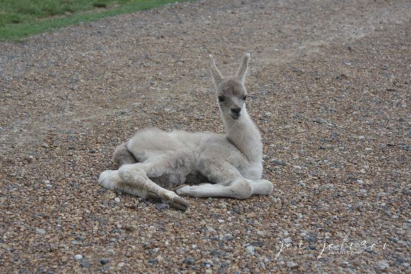 Baby White Llama Tennessee Safari Park July 2021