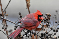 Male Cardinal On A Cold Day