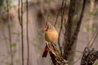 Female Cardinal Perched On Snag