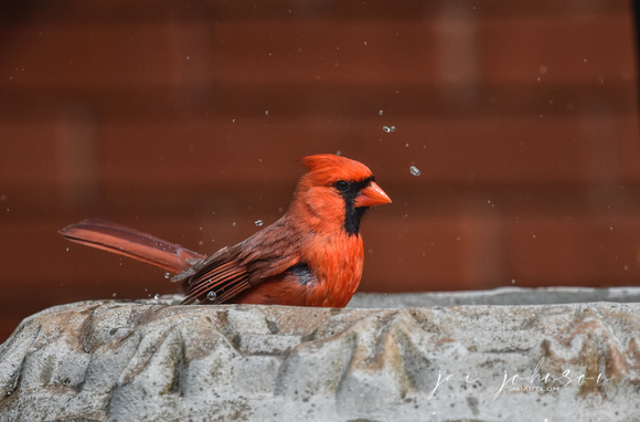 Cardinal In The Bird Bath