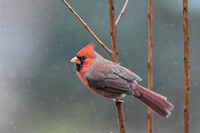 Cardinal In The Rain