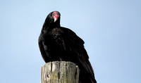 Turkey Vulture On Electric Pole 103104252015