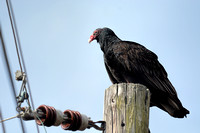 Turkey Vulture On Electric Pole 104104252015