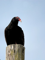 Turkey Vulture On Electric Pole 102104252015