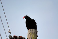 Turkey Vulture On Electrial Pole 098604252015