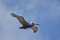 Pelican at Dauphin Island Alabama