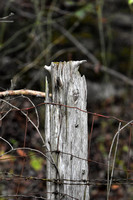 Fence Post With Barbed Wire