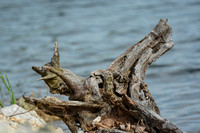 Driftwood At Lake Graham Jackson Tennessee 052420155244