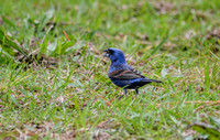Male Blue Grosbeak In The Grass Shiloh Tennessee 052120152533