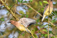 BIRDS - CEDAR WAXWING
