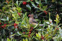 Cedar Waxwing Eating A Holly Berry 862004252015