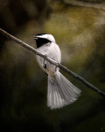A Song in Your Heart - Chickadee
