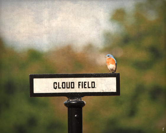 Bluebird at Cloud Field - Birds