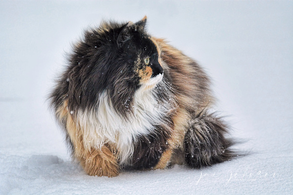Calico Cat In The Snow 530503062015