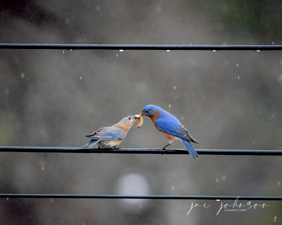 Sharing a Meal - Bluebirds