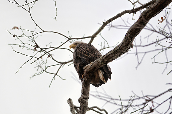 Bald Eagle on a Cold Day 120720163884