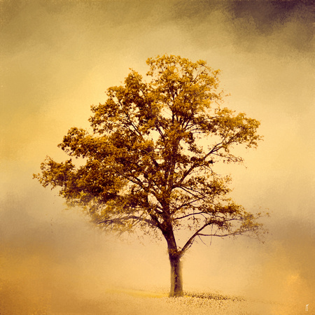 Amber Gold Cotton Field Tree - Landscape