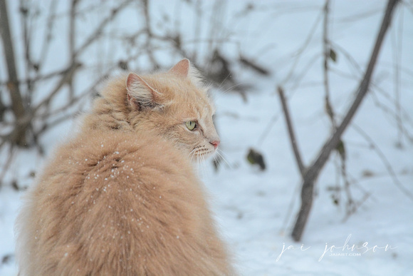 Orange Tabby Cat In The Snow 508803062015