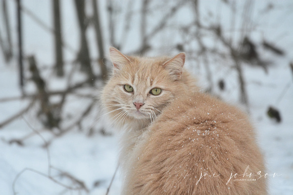 Orange Tabby Cat In The Snow 509703062015
