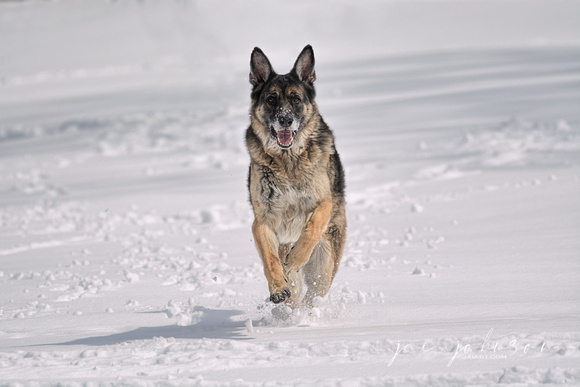 German Shepherd In The Snow 6242E03052015