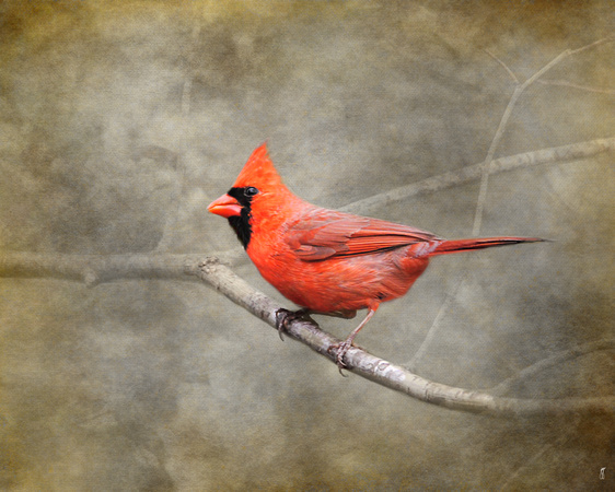 His Red Glory - Cardinal