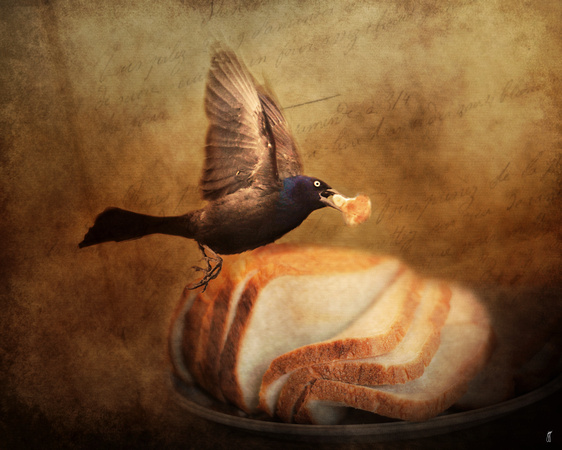 The Bread Thief - Blackbird