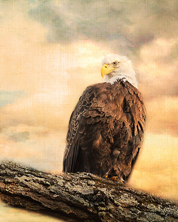 The Queen at Rest - Wildlife - Bald Eagle