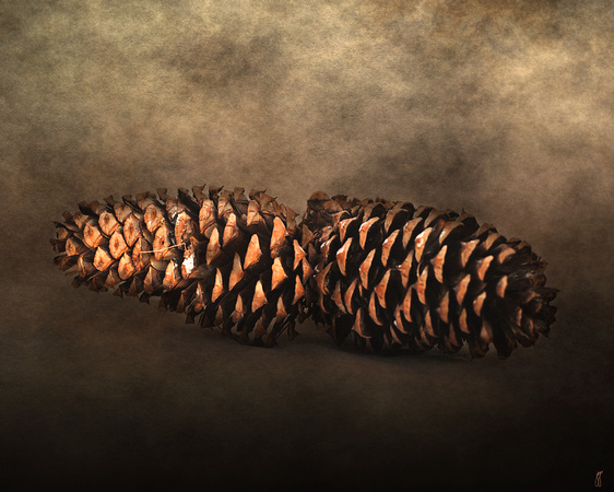Fallen - Pine Cones