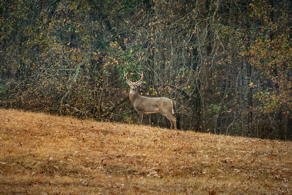 Buck At Pinson Mounds