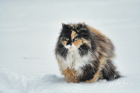 Calico Cat In The Snow 531403062015