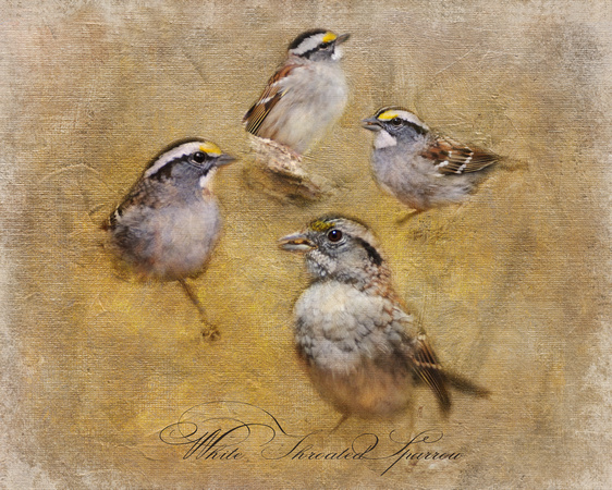 White Throated Sparrow Montage